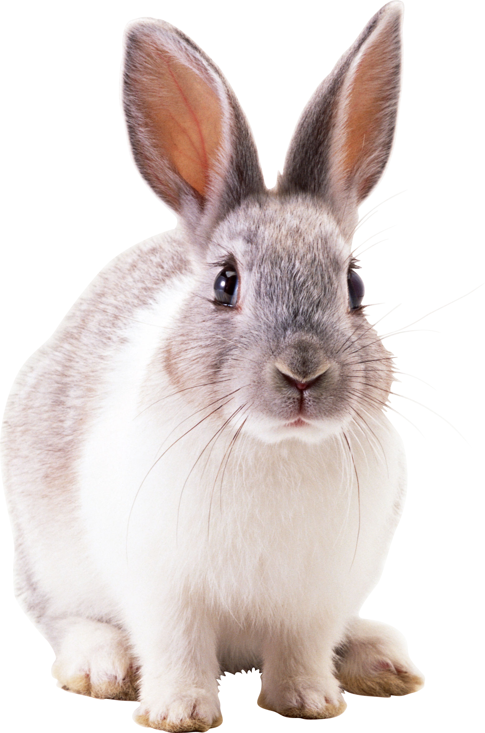 rabbit_PNG3796.png