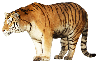 tiger-standing.png