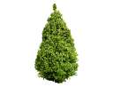 American ArborvitaeThuja occidentalis_003.skp