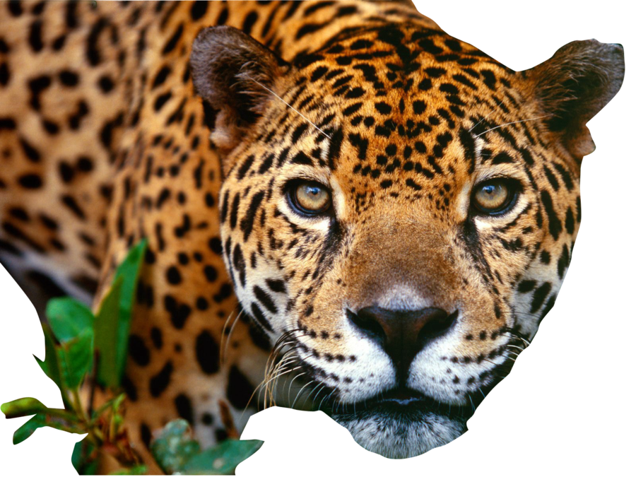 jaguar_close_png_by_digitalwideresource-d4ldkbg.png
