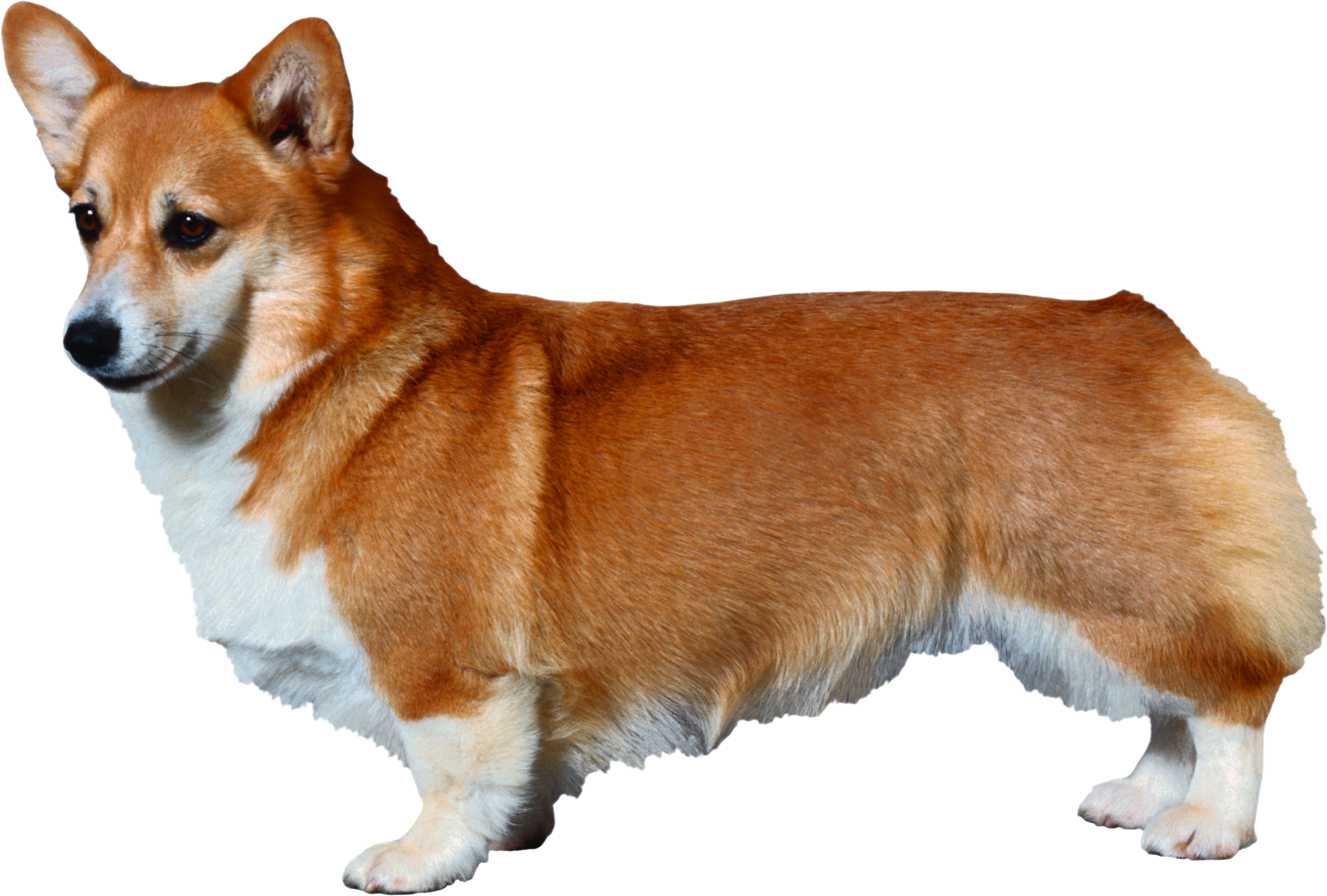 0_177d96_4686cc74_orig.png