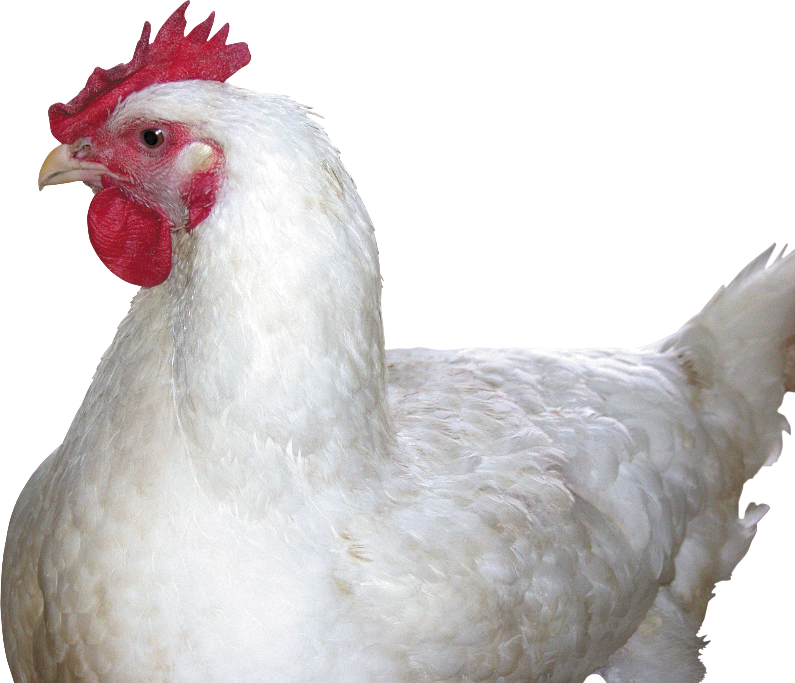 chicken_PNG2157.png