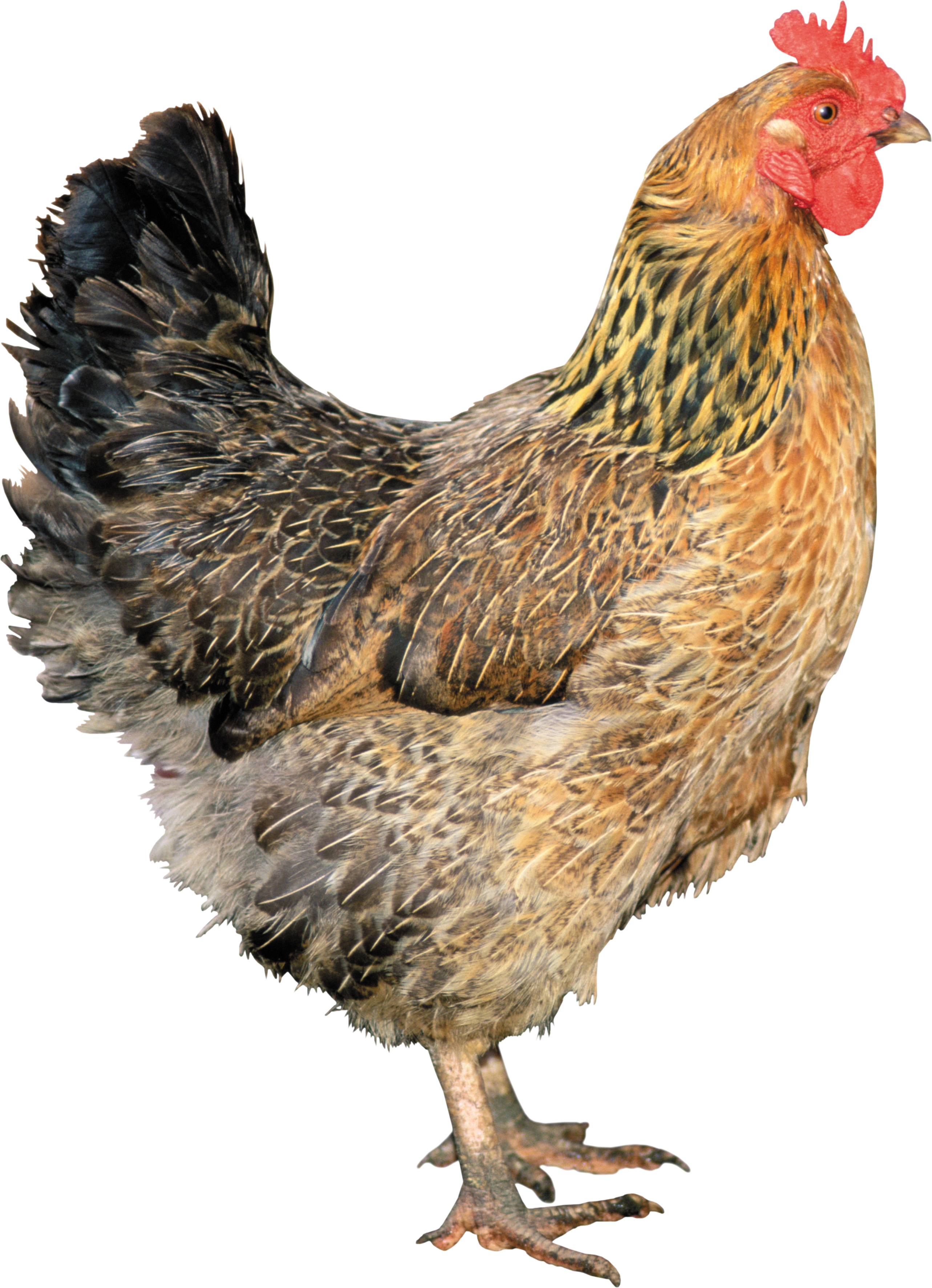 chicken_PNG2167.png