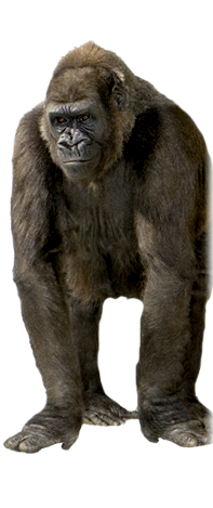 gorilla (2).png