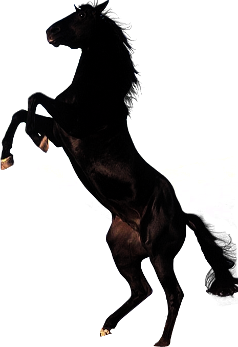 horse_PNG2535.png