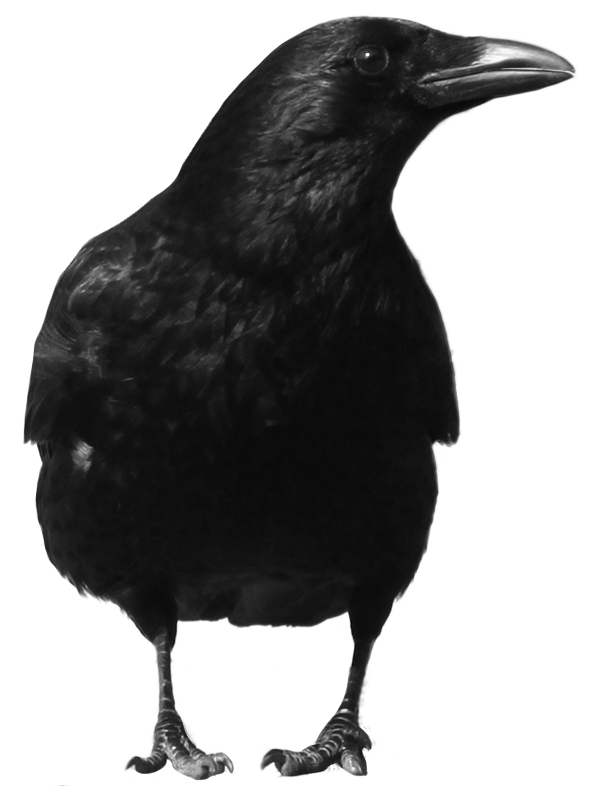 crow_PNG3095.png