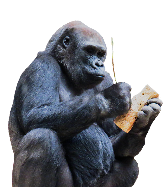 monkey-1334701_960_720.png