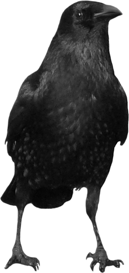 crow_PNG3106.png