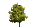 Aleppo PinePinus halepensis.skp