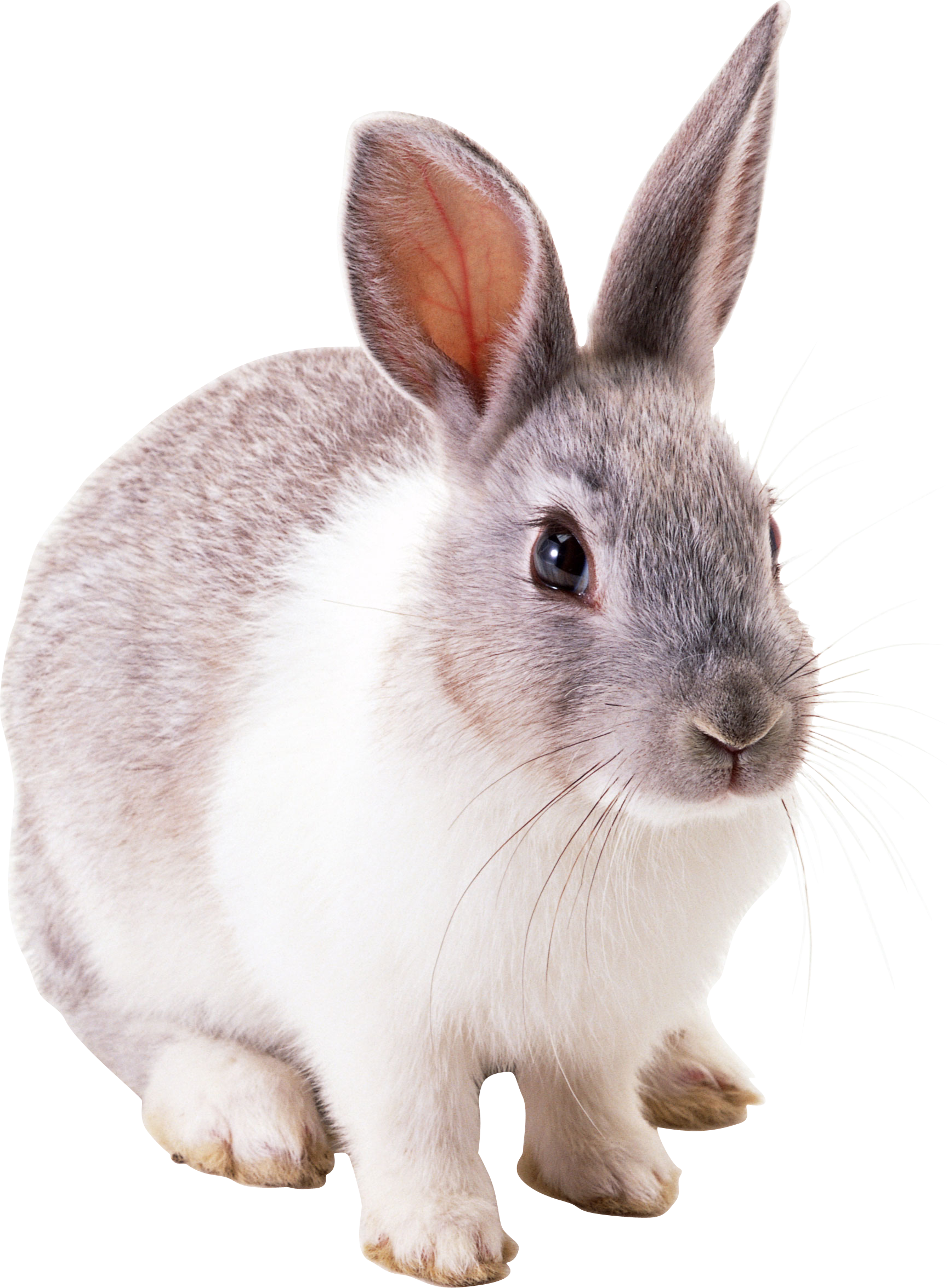rabbit_PNG3781.png