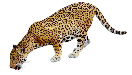 Jaguar-Free-PNG-Image.png