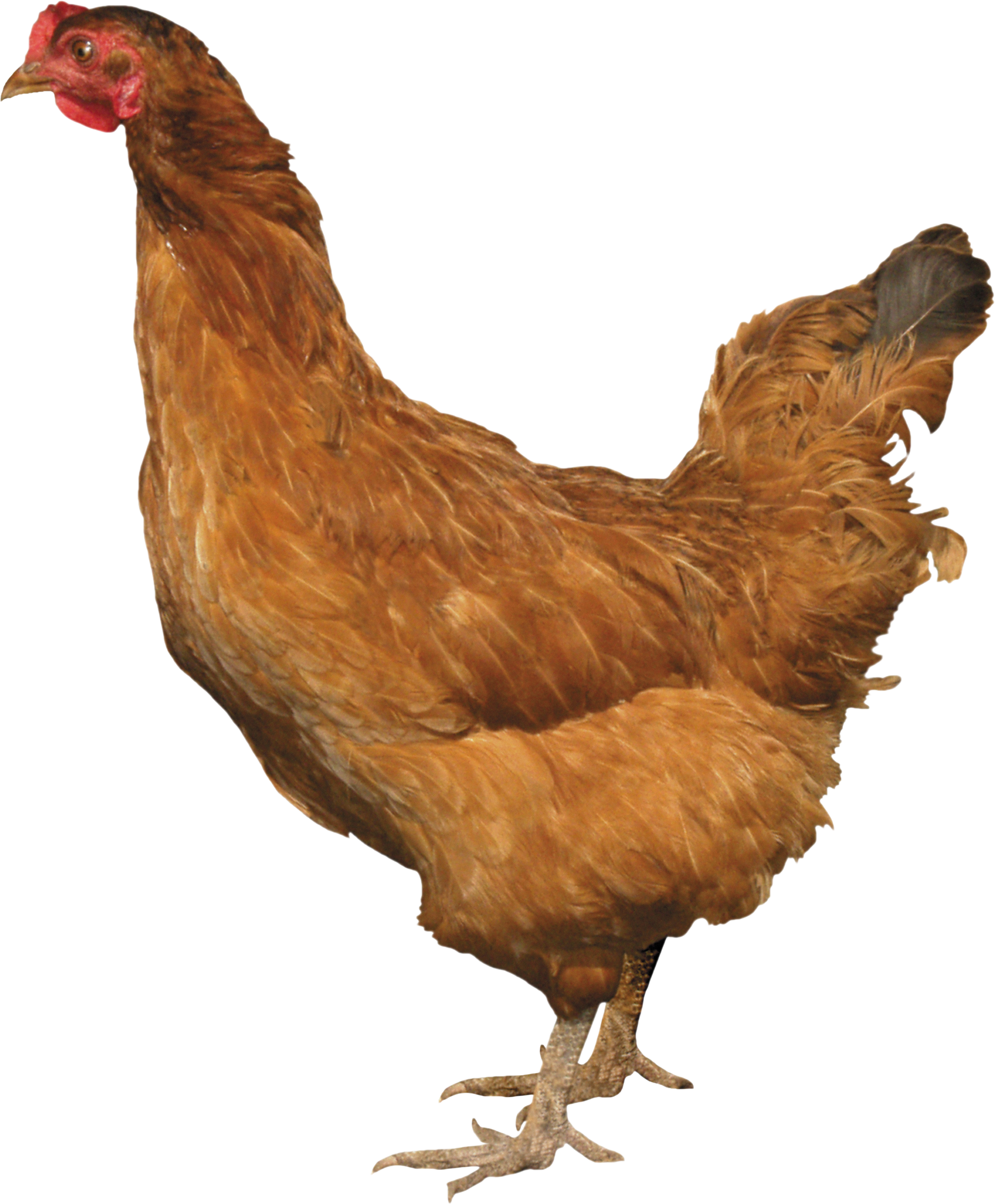 chicken_PNG2164.png