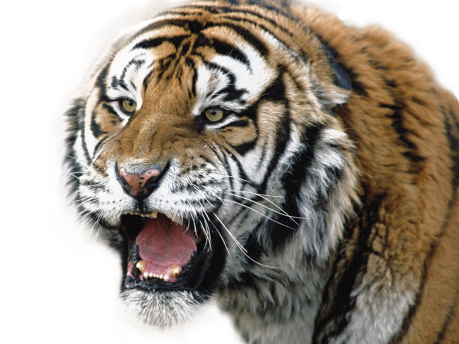 feel_the_wrath_of_the_tiger_by_mconev-d62gwi4.png