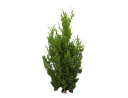 American ArborvitaeThuja occidentalis (2).skp