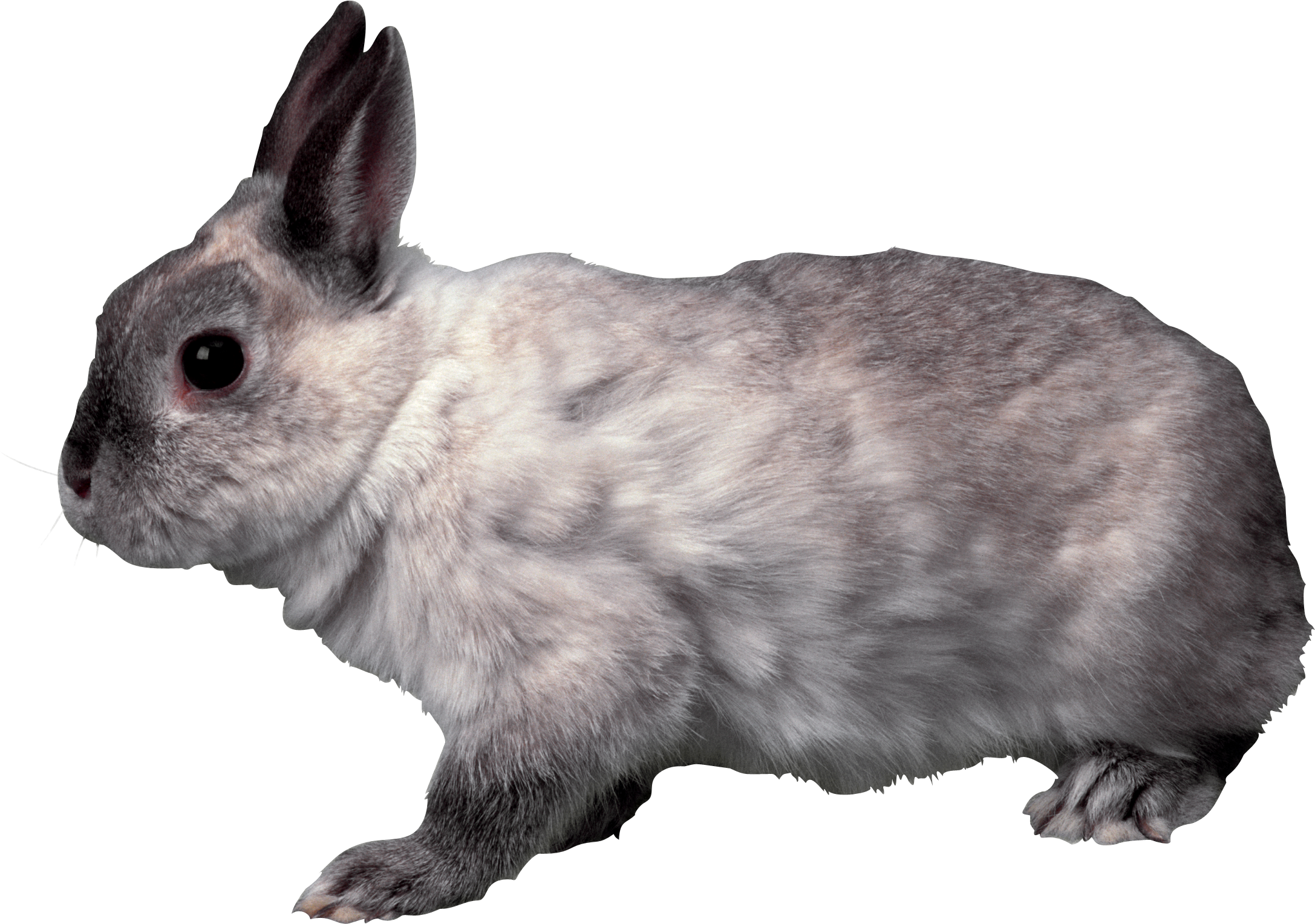 rabbit_PNG3787.png