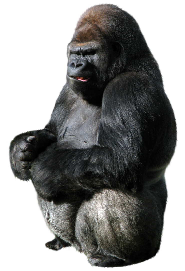 Gorilla-PNG.png