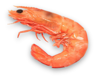 pink_shrimp.png