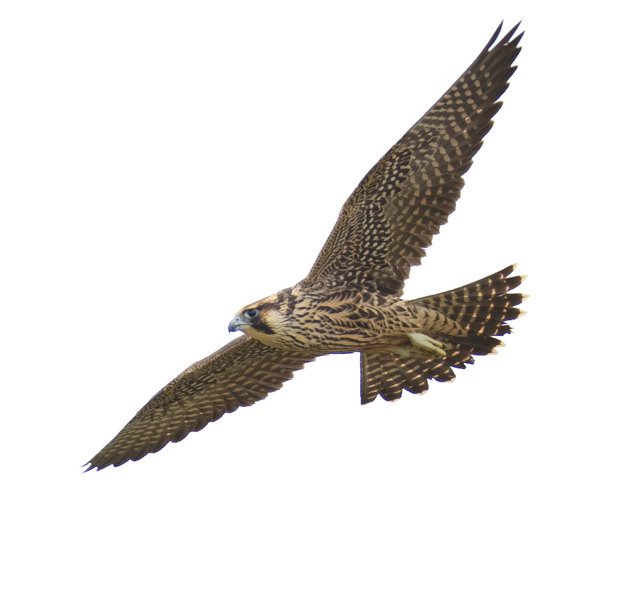 Falcon-PNG-Photos01.png