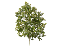 American SycamorePlatanus occidentalis.skp