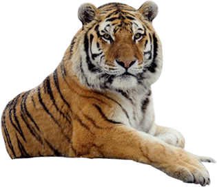 tiger_PNG539.png