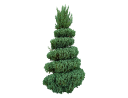 American ArborvitaeThuja occidentalis.skp