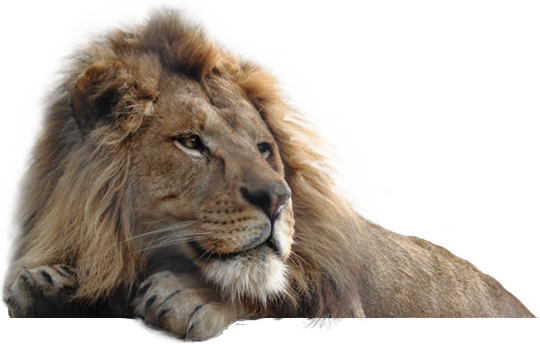 lion (2).png