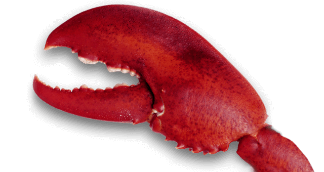Lobster_Claw_640x340_acf_cropped_640x340_acf_cropped1.png