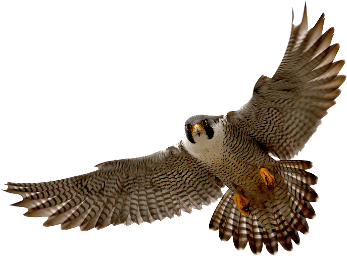 Falcon-PNG-Photos02.png