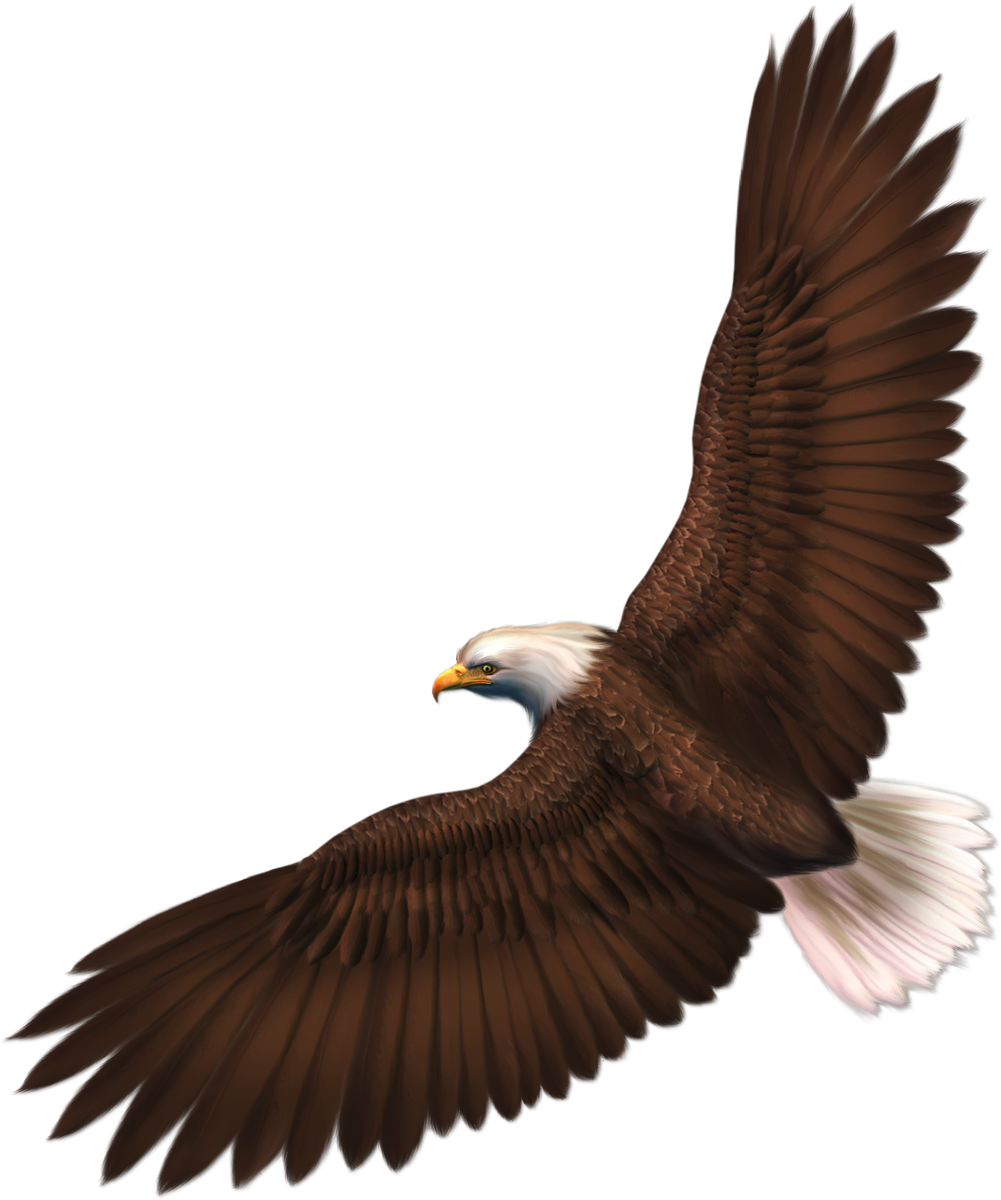 eagle_PNG1202(1).png