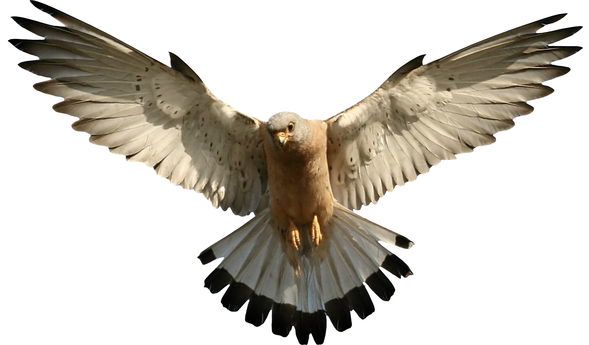 Falcon.png