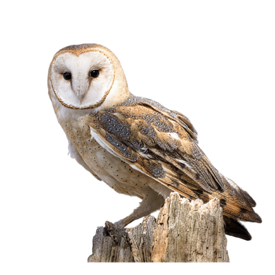 Owl_transparent.png