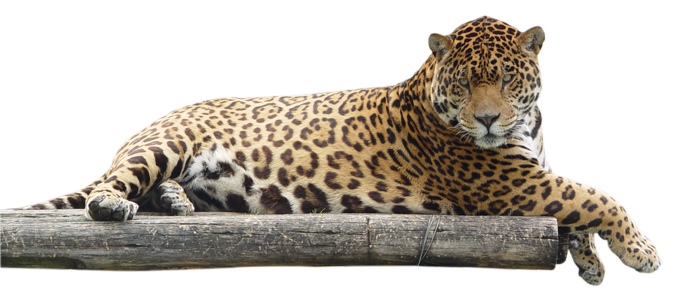 leopard_PNG14835.png
