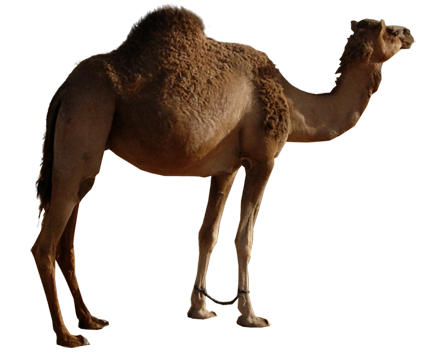 028.png