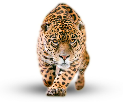 slider_jaguar.png