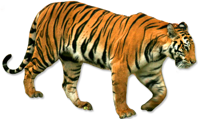 tiger (2).png