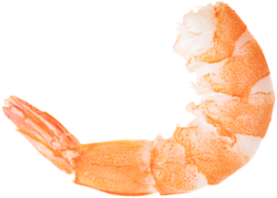 Shrimp (2).png