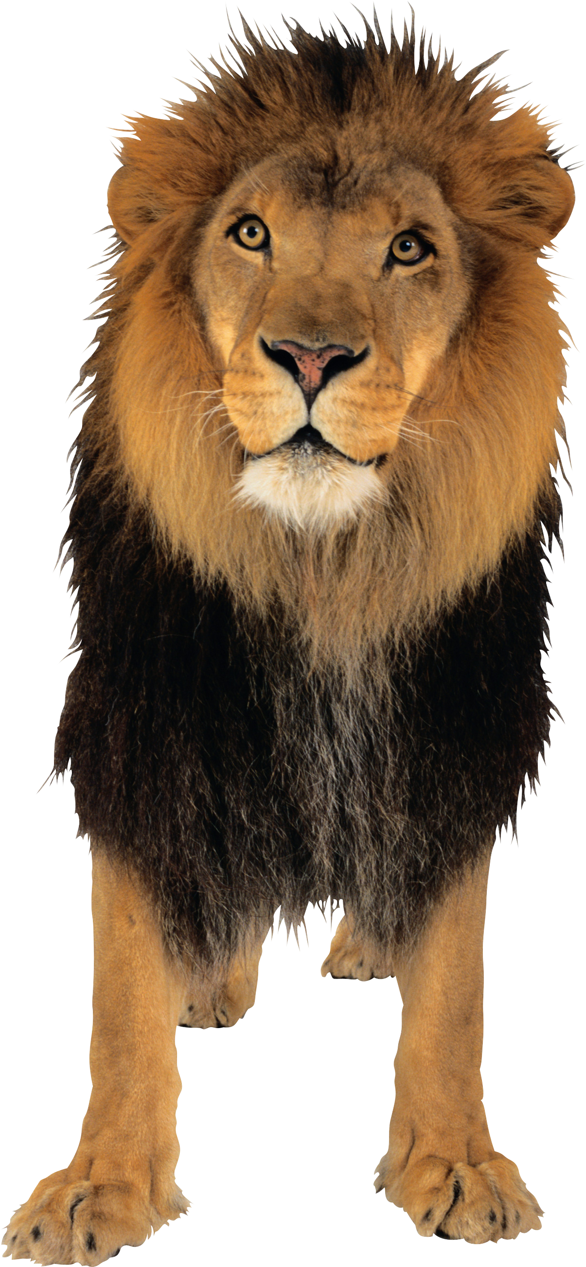 lion_PNG3807.png