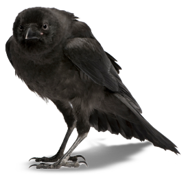 crow_PNG3102.png