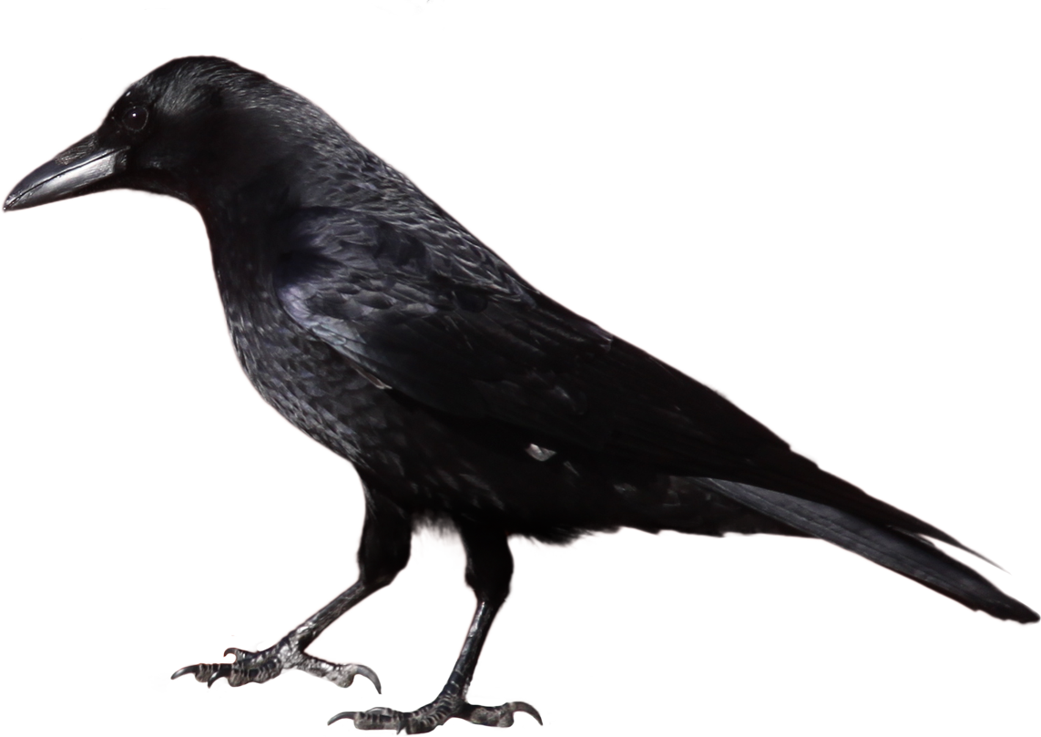 crow_PNG3110.png