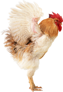 0_eb29a_2a8c3301_M.png