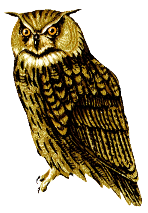 owl-clip-art-owl-facing-front.png