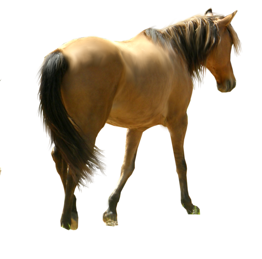 horse_PNG2530.png