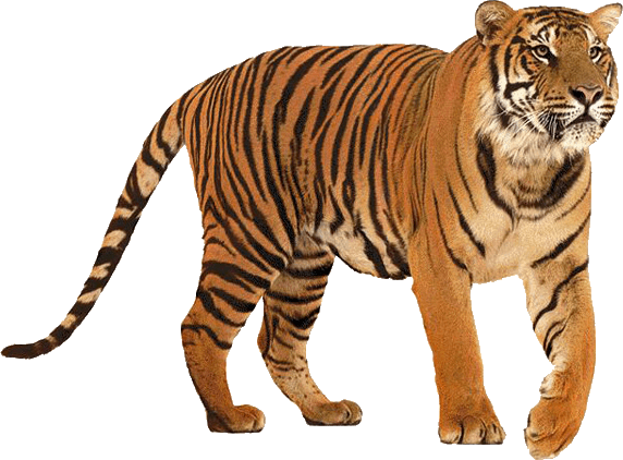 tiger (1).png