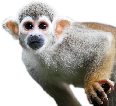 img-cta-little-monkey.png