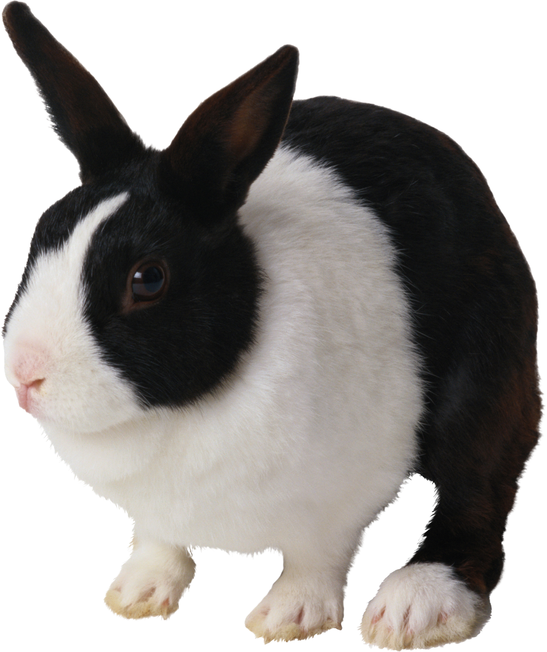 rabbit_PNG3778.png