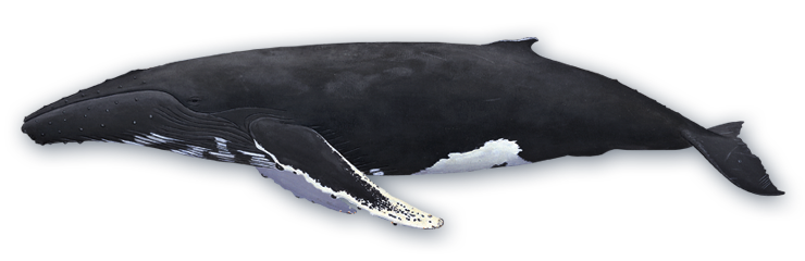 humpback.png