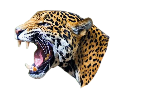 Jaguar.png