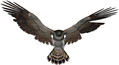 kep_allatok_madar.png