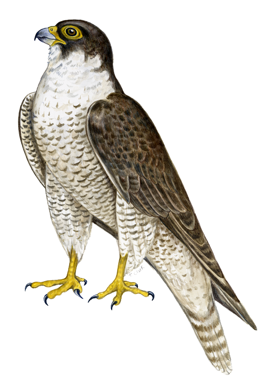 4-2-falcon-png.png