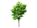 American AshFraxinus americana.skp